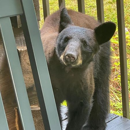 Bears Among Us Villa Gatlinburg Eksteriør billede