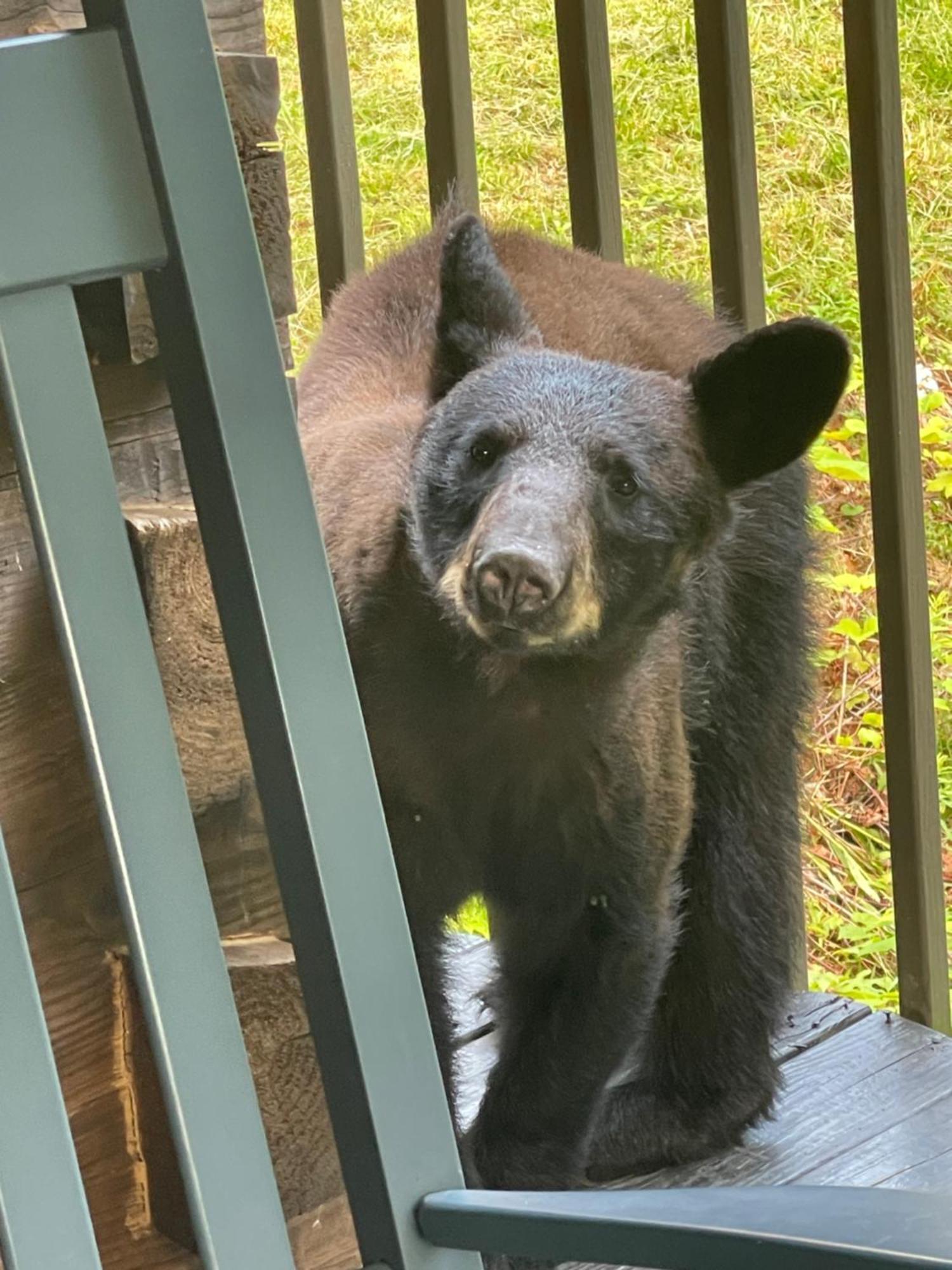 Bears Among Us Villa Gatlinburg Eksteriør billede