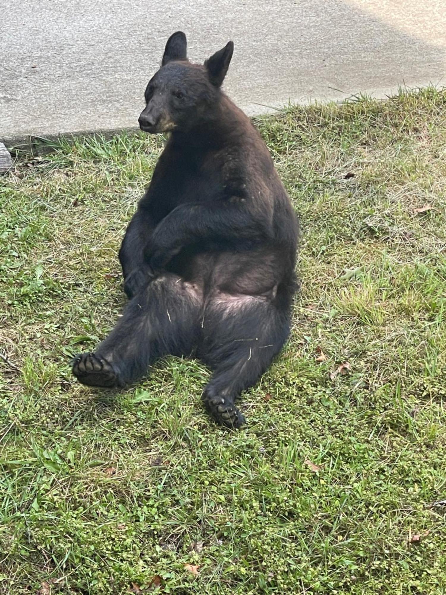 Bears Among Us Villa Gatlinburg Eksteriør billede