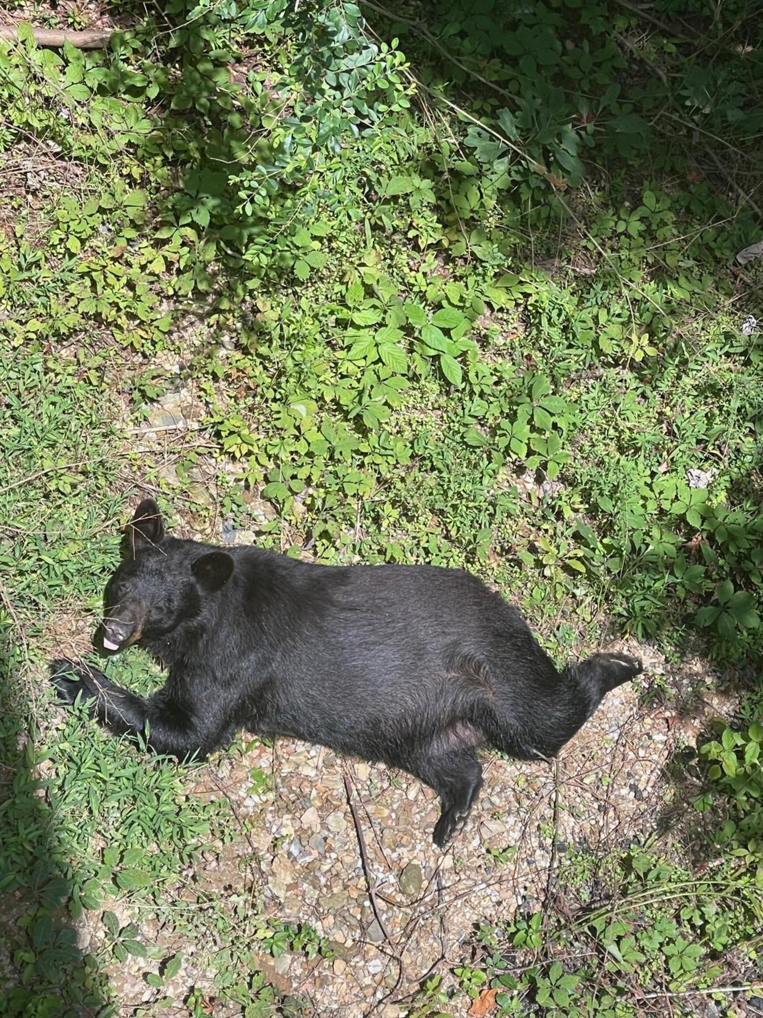 Bears Among Us Villa Gatlinburg Eksteriør billede