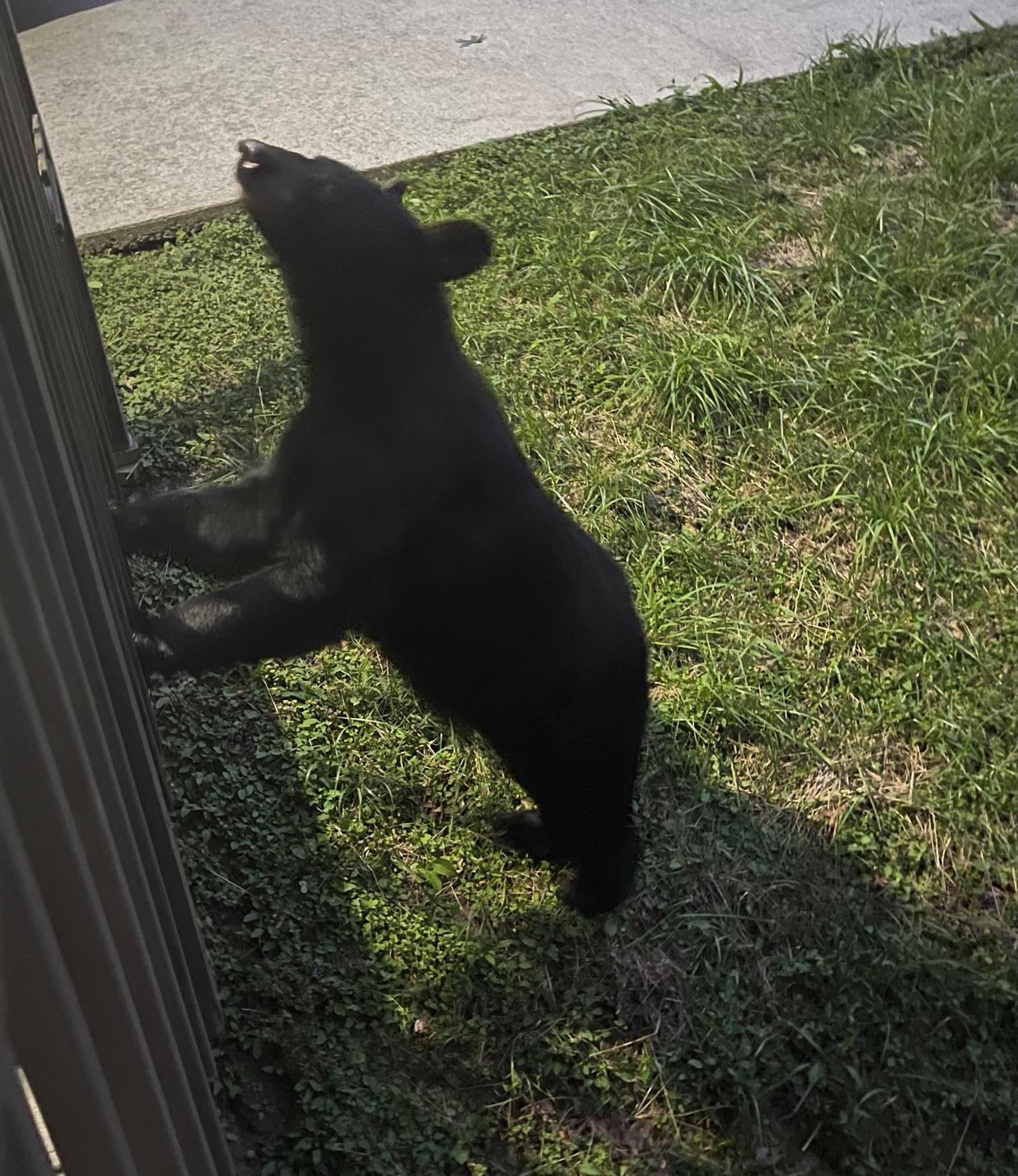 Bears Among Us Villa Gatlinburg Eksteriør billede